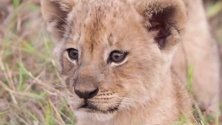 The three lion cubs