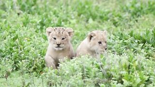 two lion cubs