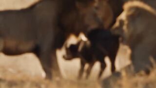 Unfortunately for this buffalo calf