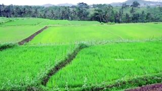 Symmetrical Fields from Above