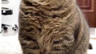 Funny cat 370