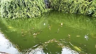 fishpond