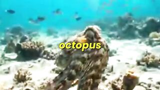 The Mimic octopus That impersonates other Creatures #animals #wildlife #octopus #underthewater