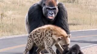 King Kong goes on a rampage.