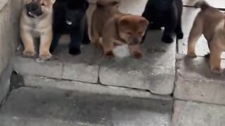 Wait Until You See What These Puppies Do!