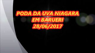 PODA DA UVA NIAGARA