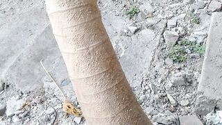 This Papaya tree in my home