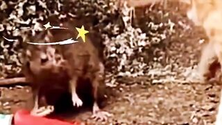 The Big Rat's Revenge