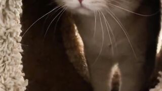 cute cat part 2 2