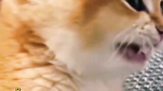 cute cat part 3