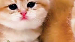 cute cat part 7