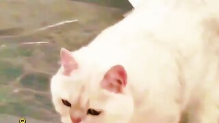 cute cat part 8