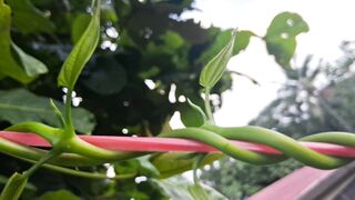 Insect playground