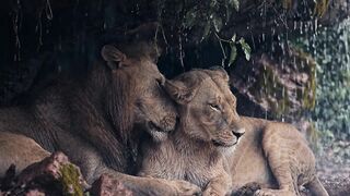 Jungle life enjoy