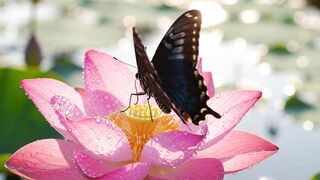 Beautiful Butterfly  🦋