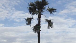 Climb Palm Tree பனை மரம் ஏறுவது