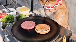 Kucing lucu 89