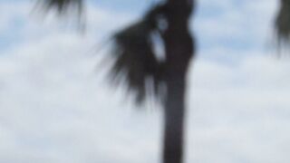 Indian 12 years Children Climb Palm Tree