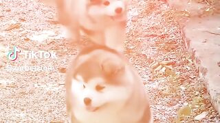 Anjing lucu 6