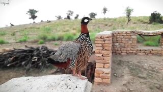 Kala teetar ki awaz - kala teetar ki awaaz - Kala teetar -teetar awaz - kaly teetar ki awaz
