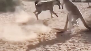 A kangaroo beat a hyena until it collapsed.