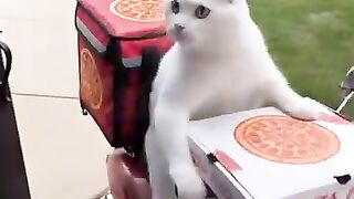 Funny cat 371