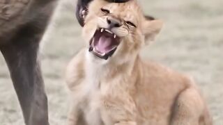 Revenge of the King of the Jungle and Haena