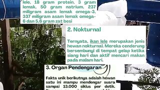 3 Interesting Facts About Fish