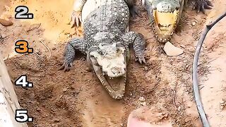 Ranking Crocodile Alligator Moments (720p). mp4