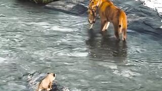 The King of the Jungle's cubs are practicing jumping into the river.