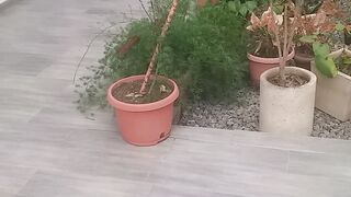 Como organizar o seu jardim