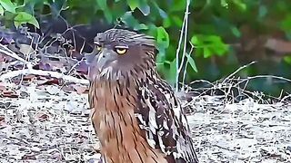 Owl in day vs Owl in Night 😱🥶 #trending #edit #usa #fyp (1080p).mp4