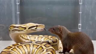 🐍 Green Anaconda vs Mouse — One Sudden Move Changes Everything!