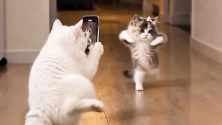 Funny cat viral 2