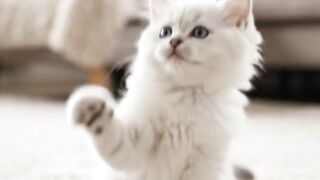 Funny Kitten Tries to Catch a Feather Toy and Gets Totally Confused! 😹