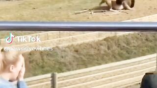 🐾 Unlikely Besties! Watch This Dog Befriend a Wild Fox! 🦊❤️