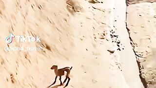 🤯 Monkey's Unbelievable Act of Kindness: Saves Fallen Goat! 🐐❤️