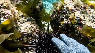This Giant Fish Came WAY Too Close to the Diver! 😳🌊