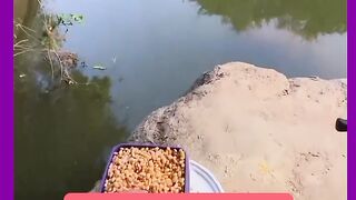 LUGAR TEM MUITO PACU