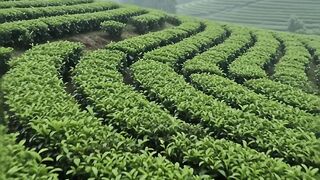 Rain Over Misty Tea Plantation | Peaceful Green Hills Rain Sounds for Relaxation