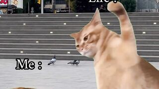 Cat love 11