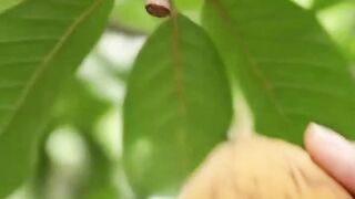 What Is This Strange Fruit?!