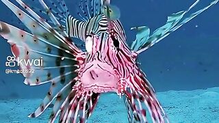Animais marinho 3