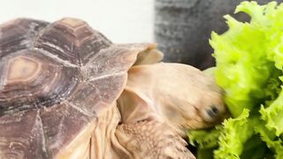 Feeding my Sulcata