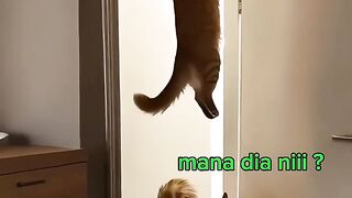 fun cat
