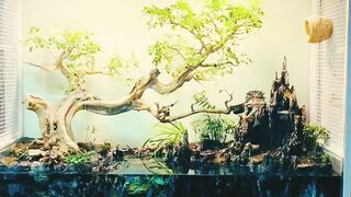 Bird Gareden home