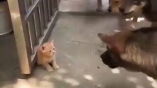 Little cat vs dogs
