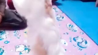 Bobby The Dancing Cat! Funny Cat Standing and Dancing Like a Human 😂🐱