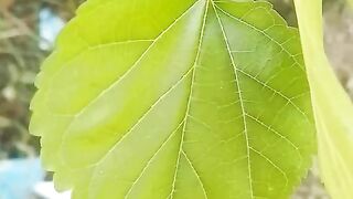 Quem sabe que frutifera é essa?