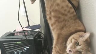 Funy cat 23